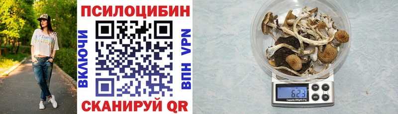 Галлюциногенные грибы Cubensis  как найти закладки  darknet Telegram  Новая Ладога 